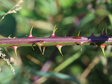 Rubus langei