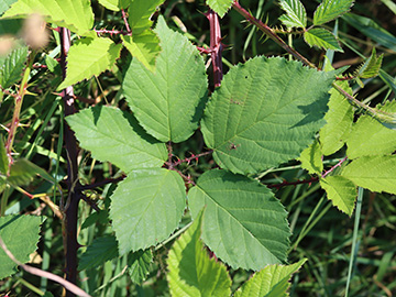Rubus langei