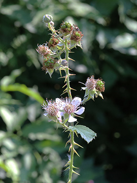 Rubus langei