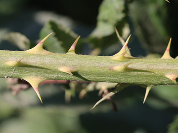 Rubus platyacanthus