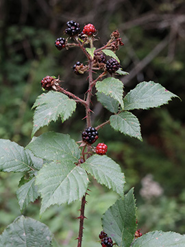 Rubus wirtgenii