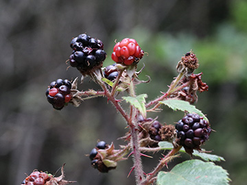Rubus wirtgenii