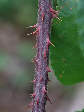 Rubus wirtgenii