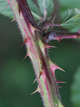Rubus wirtgenii