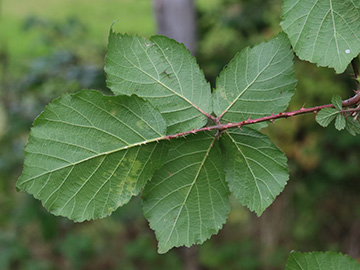 Rubus wirtgenii