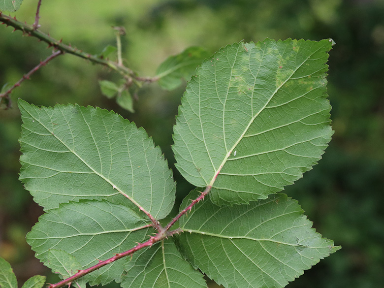 Rubus wirtgenii