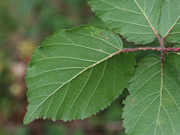 Rubus wirtgenii