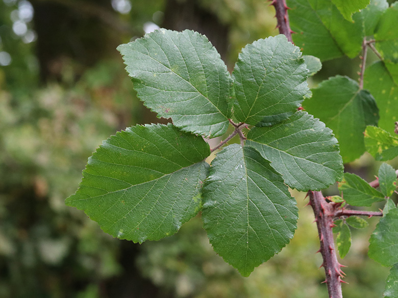 Rubus wirtgenii