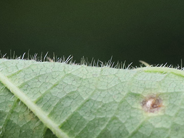 Rubus wirtgenii