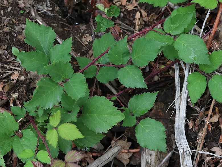Rubus wirtgenii