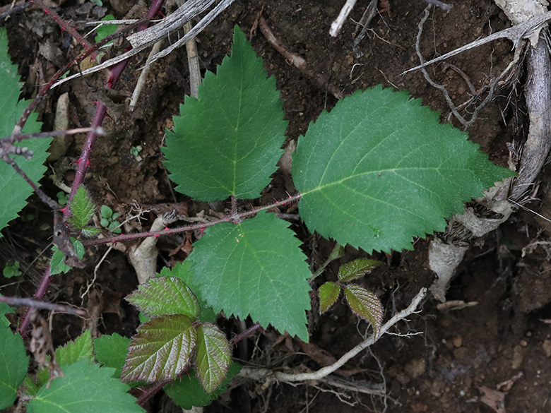 Rubus wirtgenii