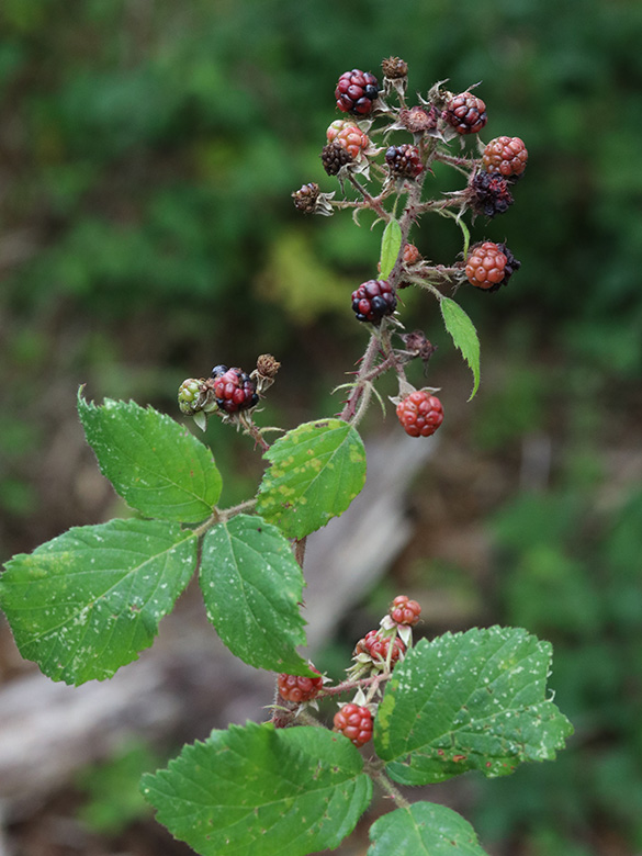 Rubus wirtgenii