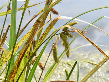 Carex pseudocyperus