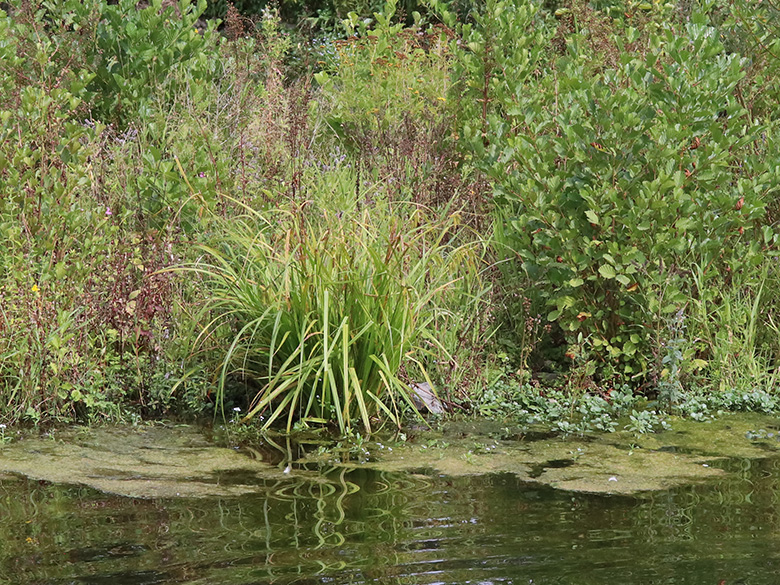 Carex pseudocyperus