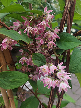 Deutzia hybrida
