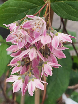 Deutzia hybrida