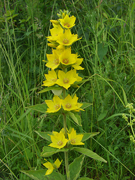 Lysimachia punctata