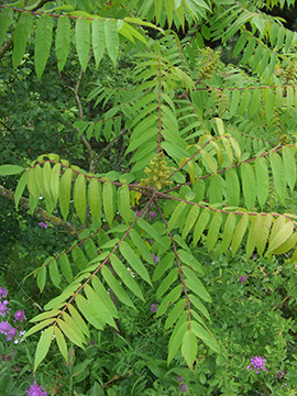 Rhus typhina
