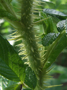 Rosa rugosa
