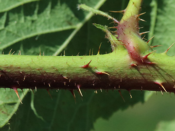 Rubus ignoratus