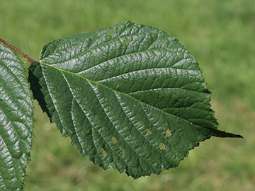 Rubus ignoratus