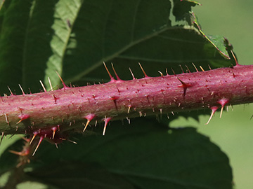 Rubus ignoratus