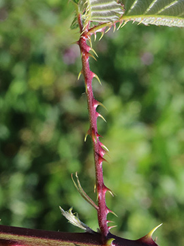Rubus langei