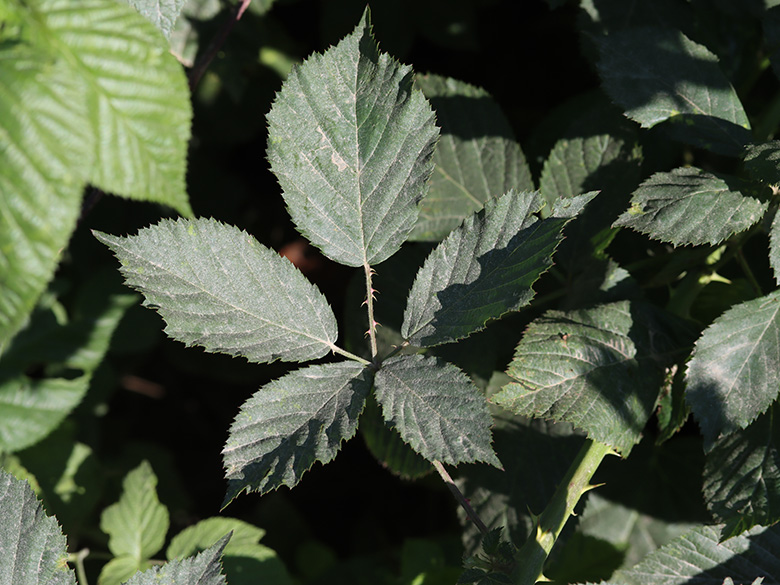 Rubus platyacanthus