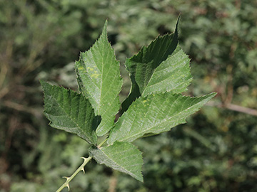 Rubus platyacanthus