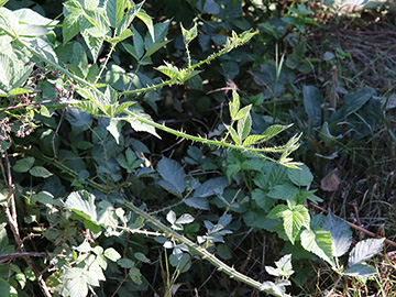 Rubus platyacanthus
