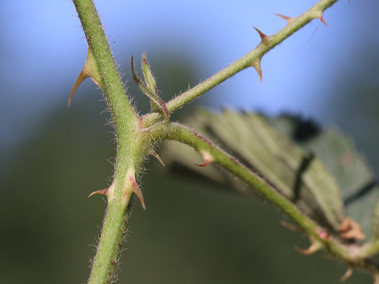 Rubus platyacanthus