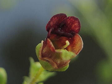 Scrophularia umbrosa neesii