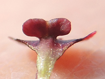 Scrophularia umbrosa neesii