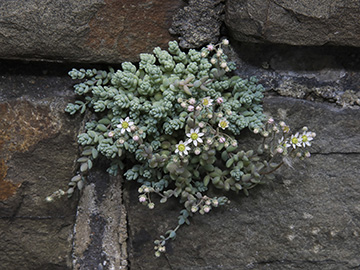 Sedum dasyphyllum