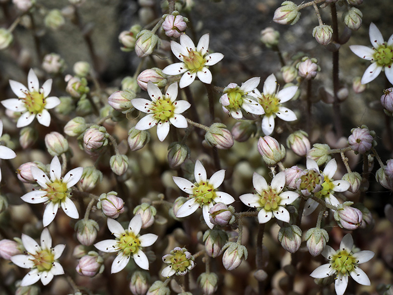 Sedum dasyphyllum