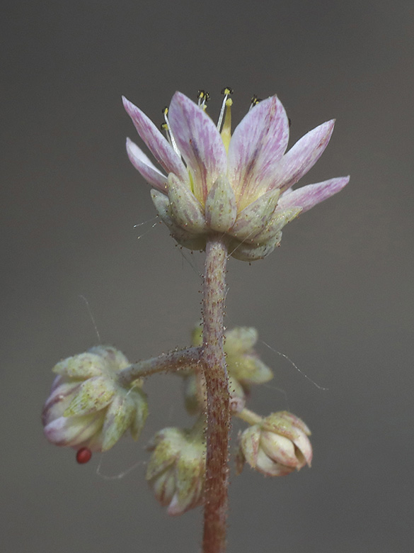 Sedum dasyphyllum
