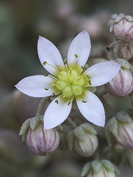 Sedum dasyphyllum