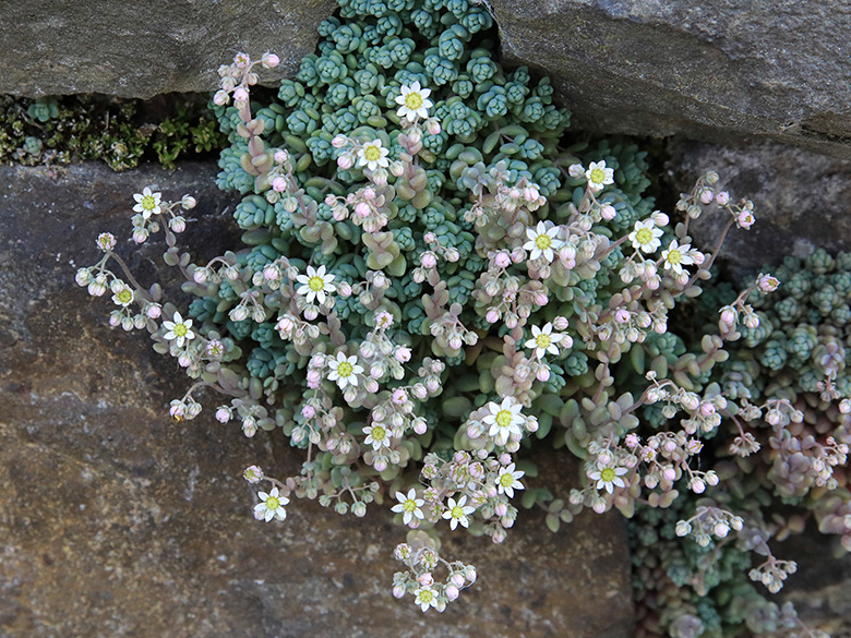 Sedum dasyphyllum