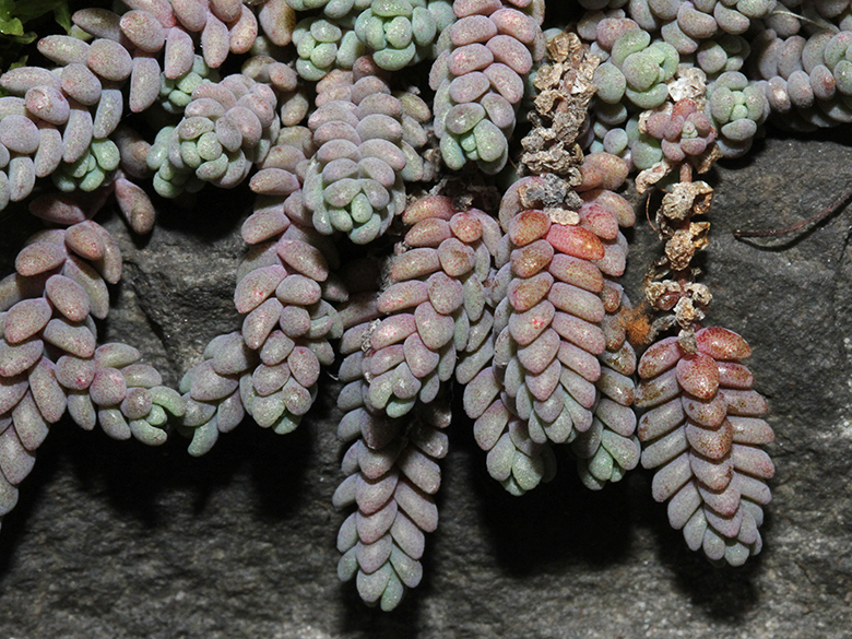 Sedum dasyphyllum