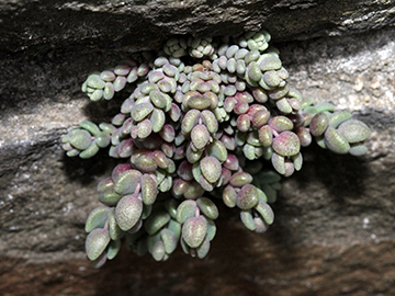 Sedum dasyphyllum