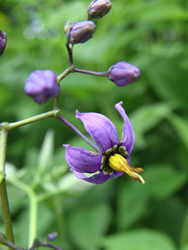 Solanum dulcamara