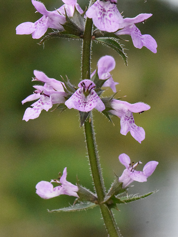 Stachys palustris