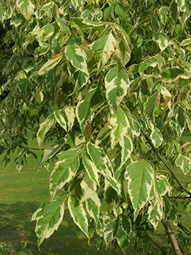Acer negundo Variegata