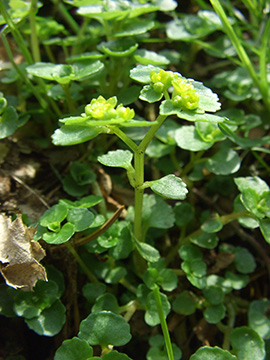 Chrysosplenium oppositifolium