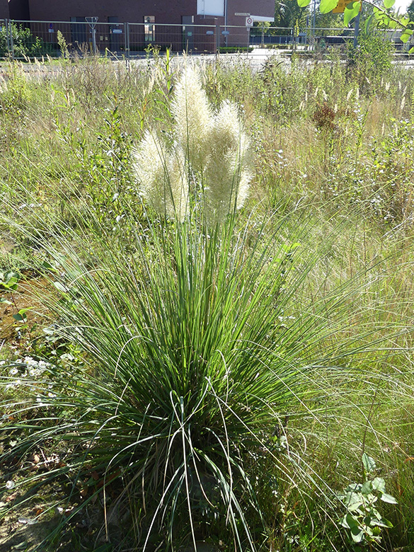 Cortaderia selloana