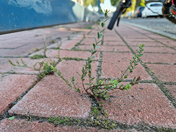 Hypericum olympicum