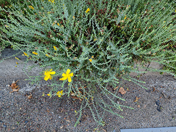 Hypericum olympicum