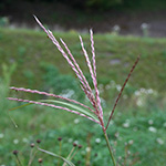 Miscanthus sinensis