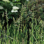 Poa compressa - Platthalm-Rispengras