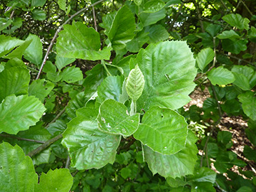 Sorbus latifolia